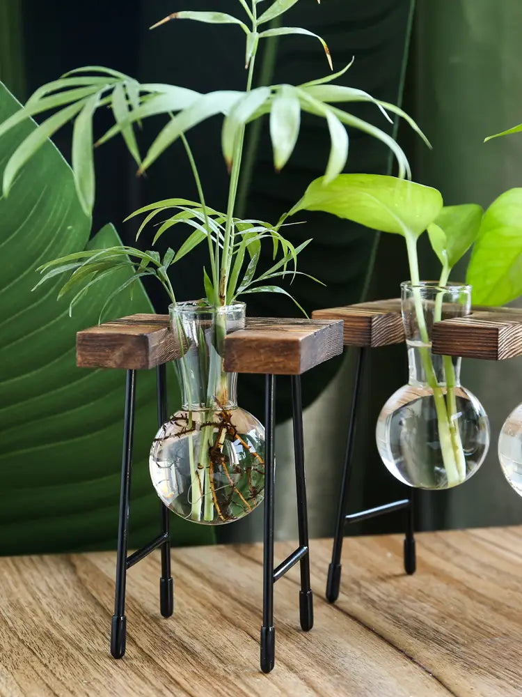 Transparent Glass Vase for Hydroponic Planting (1pc)