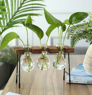 Transparent Glass Vase for Hydroponic Planting (1pc)
